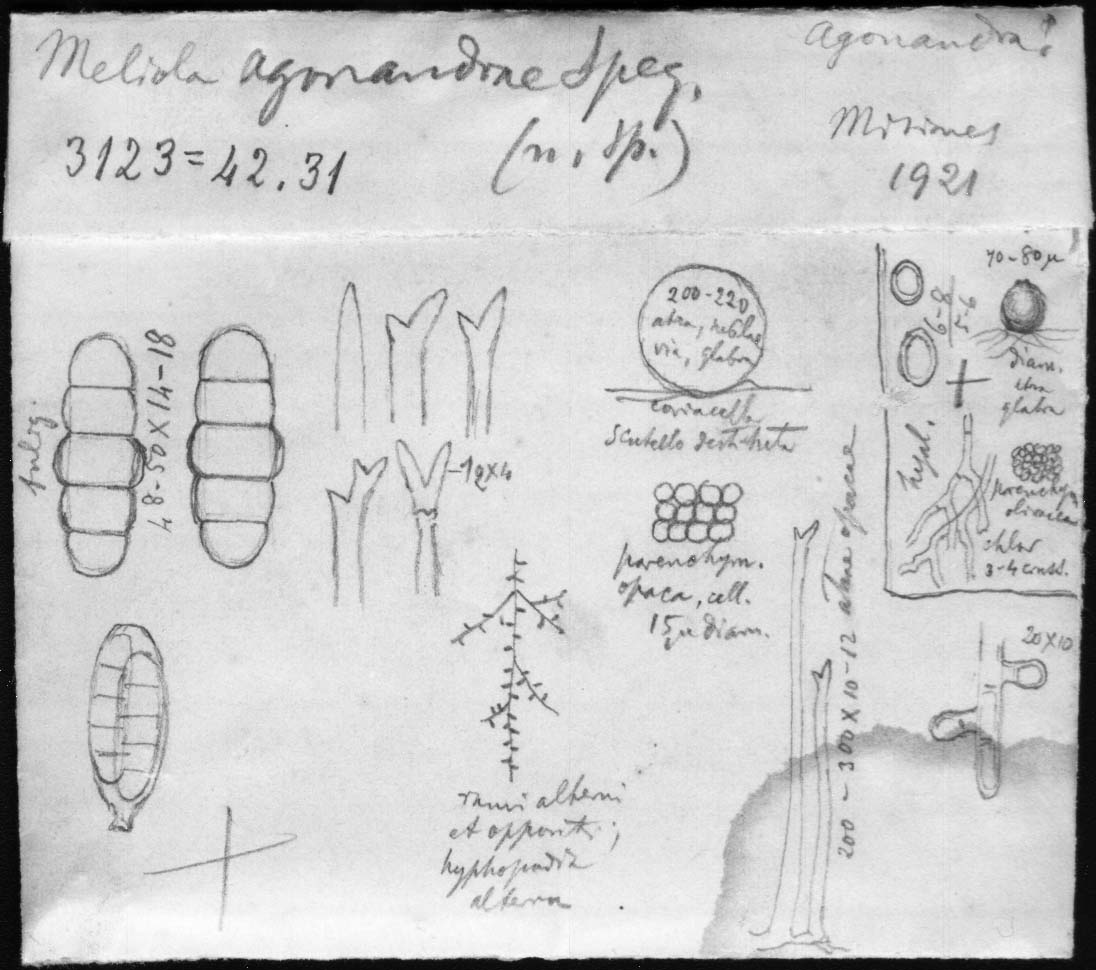 dibujo de Meliola agonandrae Speg.