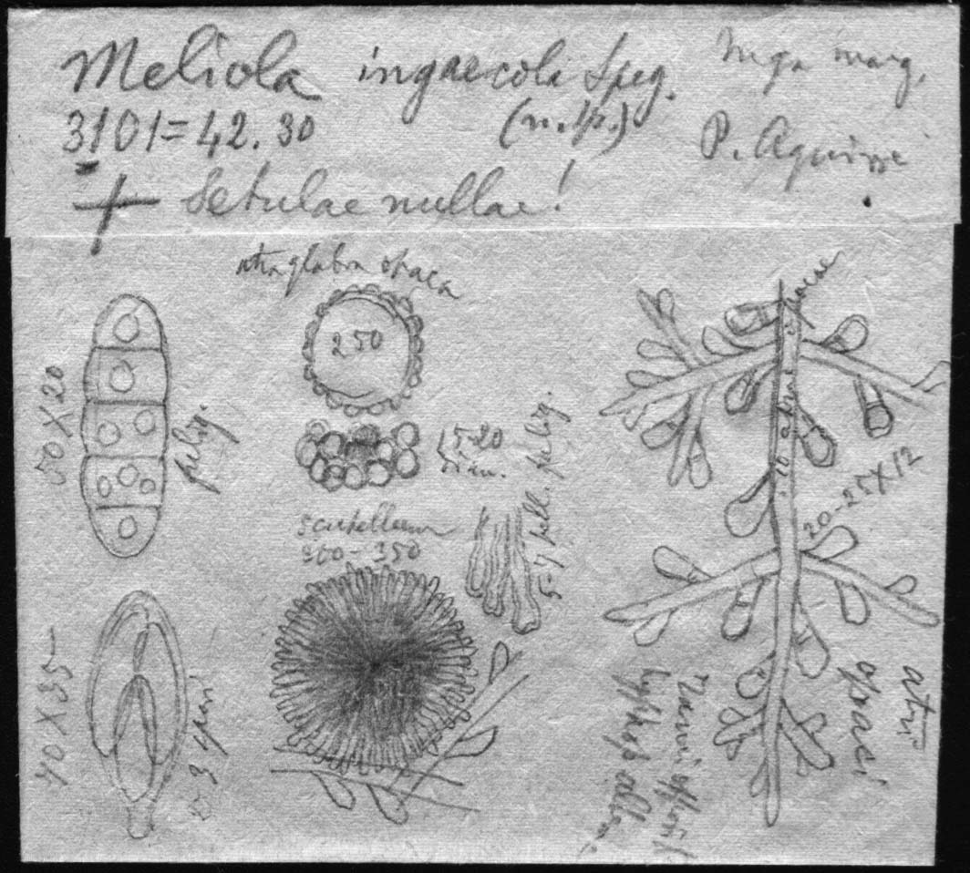dibujo de Meliola ingaecola Speg.