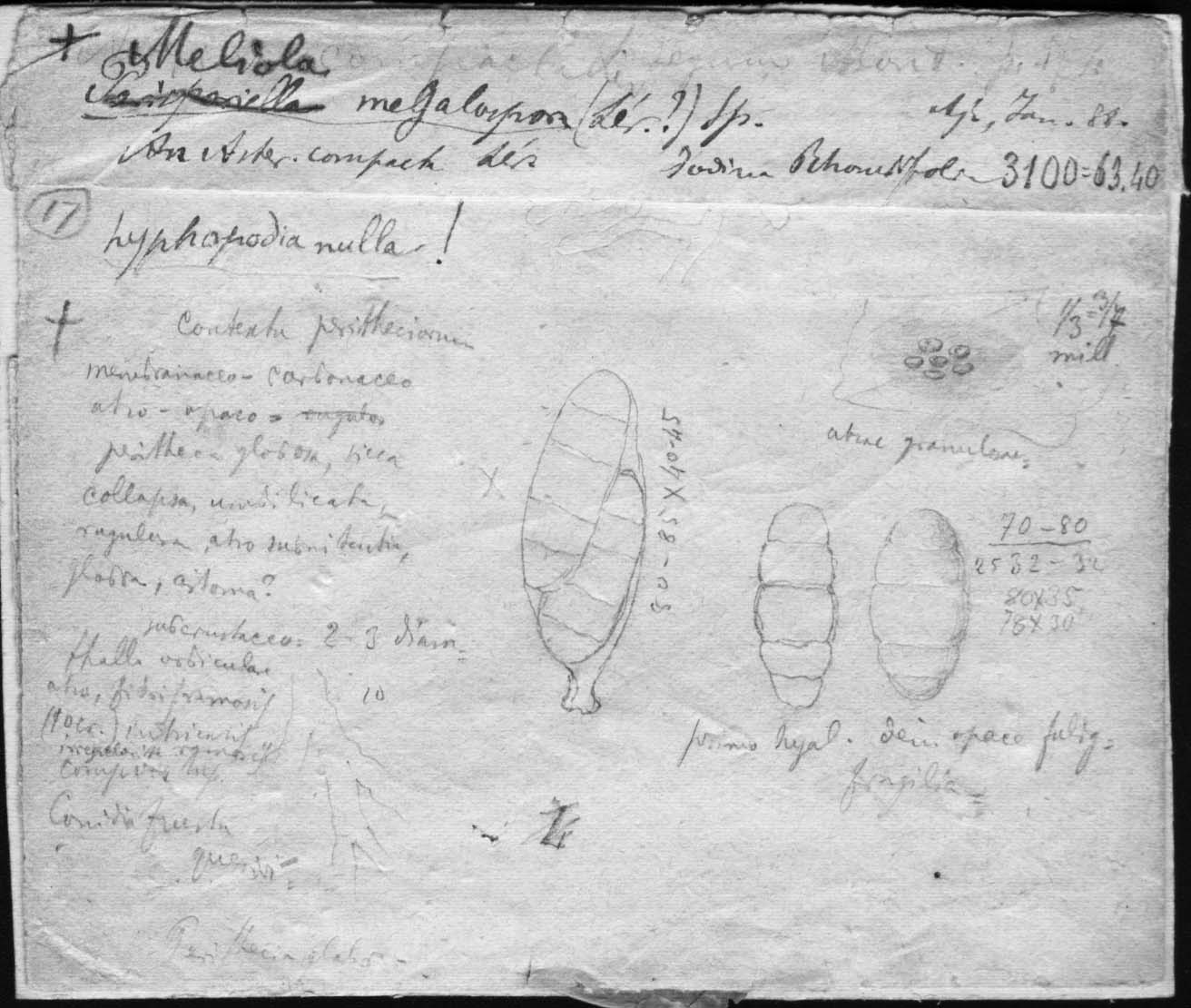dibujo de Meliola megalospora Speg.