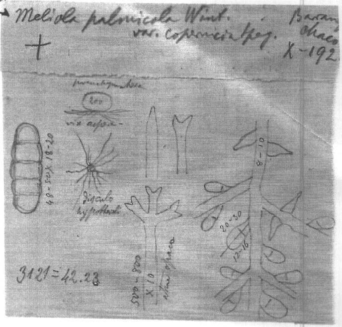 dibujo de Meliola palmicola var. coperniciae Speg.