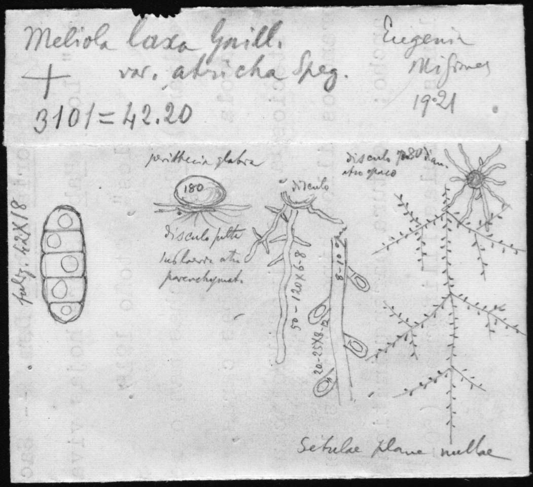 dibujo de Meliola laxa var. atricha Speg.