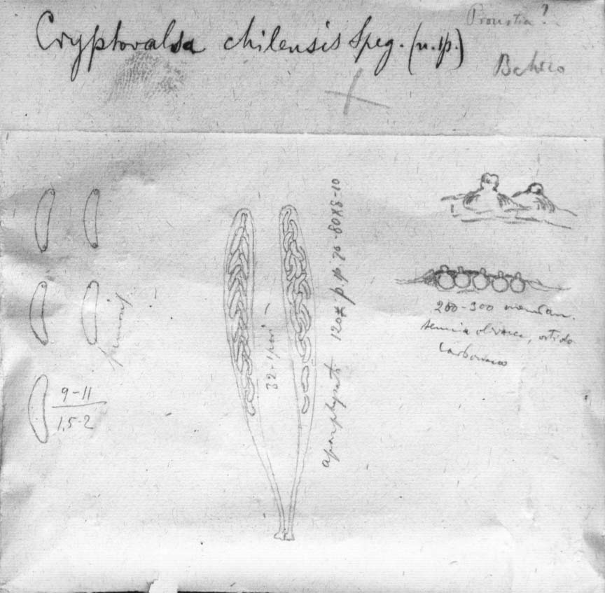 dibujo de Cryptovalsa chilensis Speg.