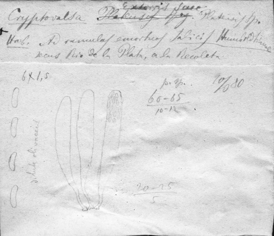 dibujo de Cryptovalsa platensis Speg.