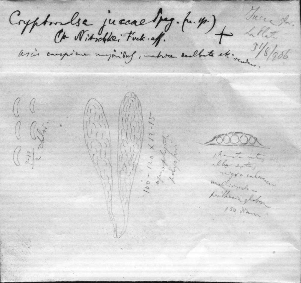 dibujo de Cryptovalsa yuccae Speg.
