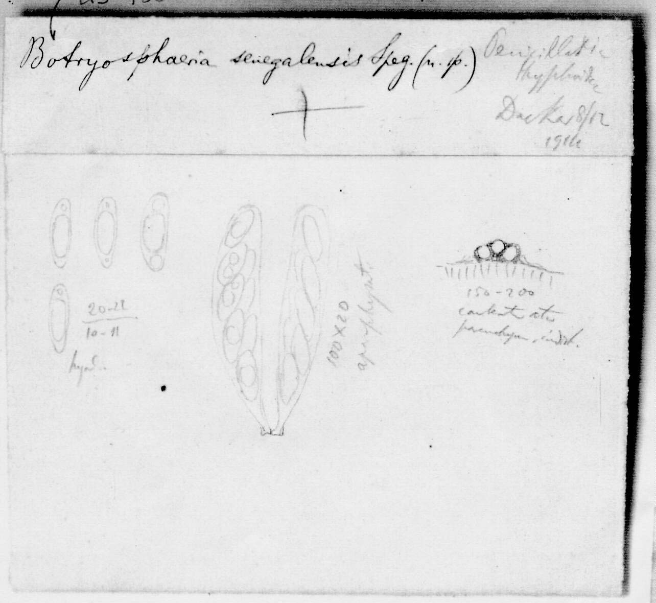 dibujo de Botryosphaeria senegalensis Speg.
