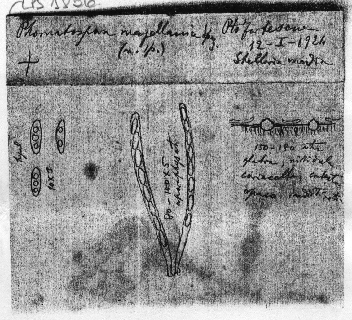 dibujo de Phomatospora magellanica Speg.