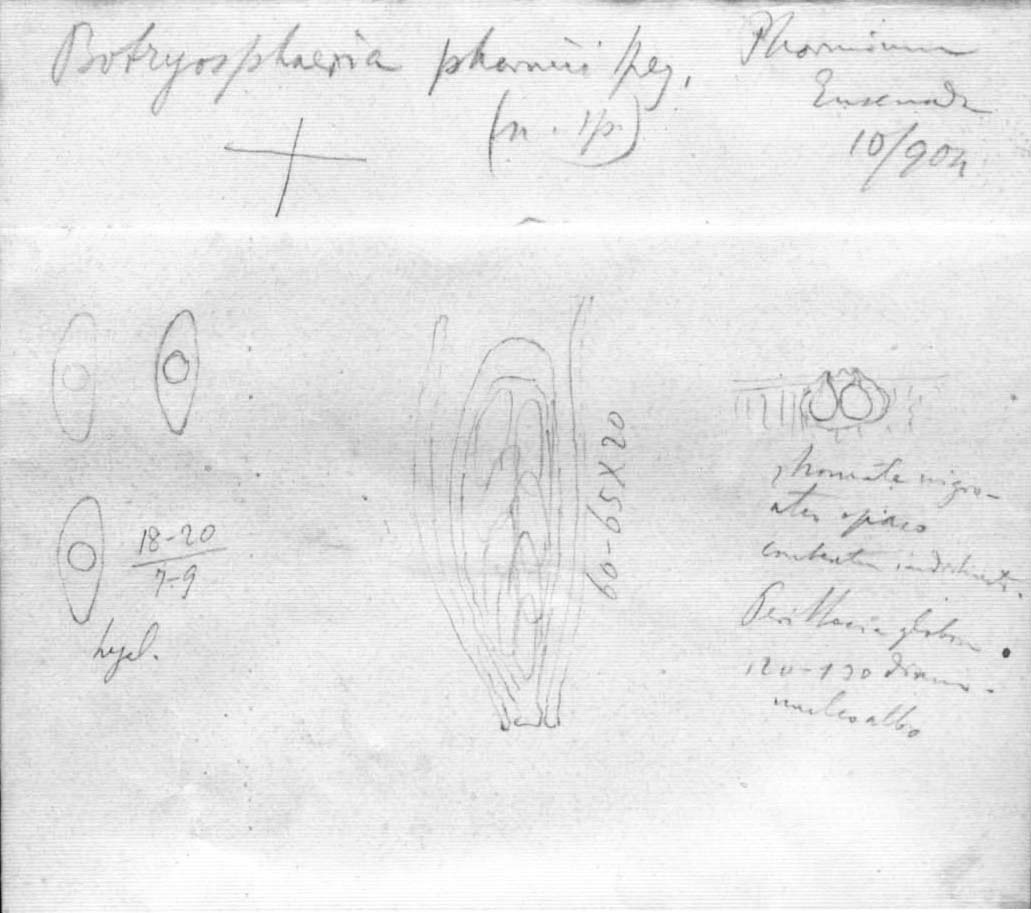 dibujo de Botryosphaeria phormii Speg.