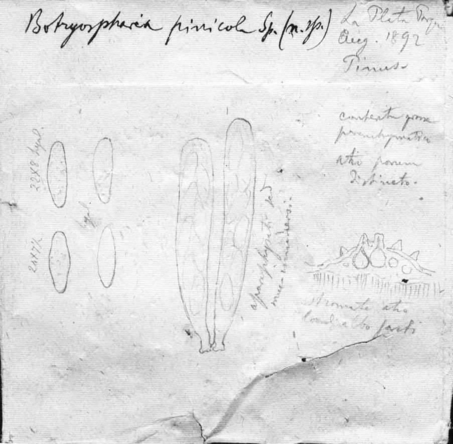dibujo de Botryosphaeria phormii Speg.