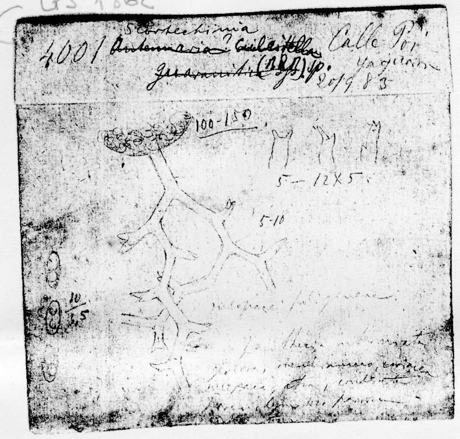 dibujo de Scortechinia culcitella (Berk. & Ravenel) Speg.