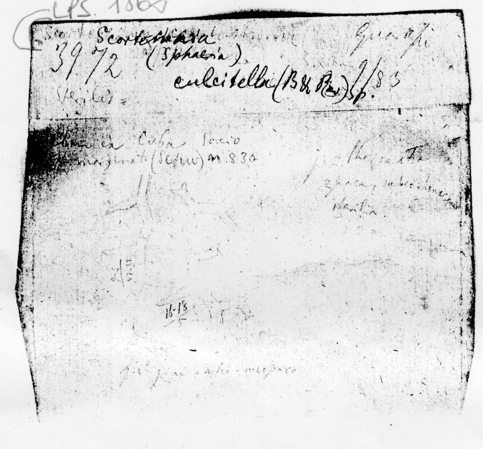 dibujo de Scortechinia culcitella (Berk. & Ravenel) Speg.