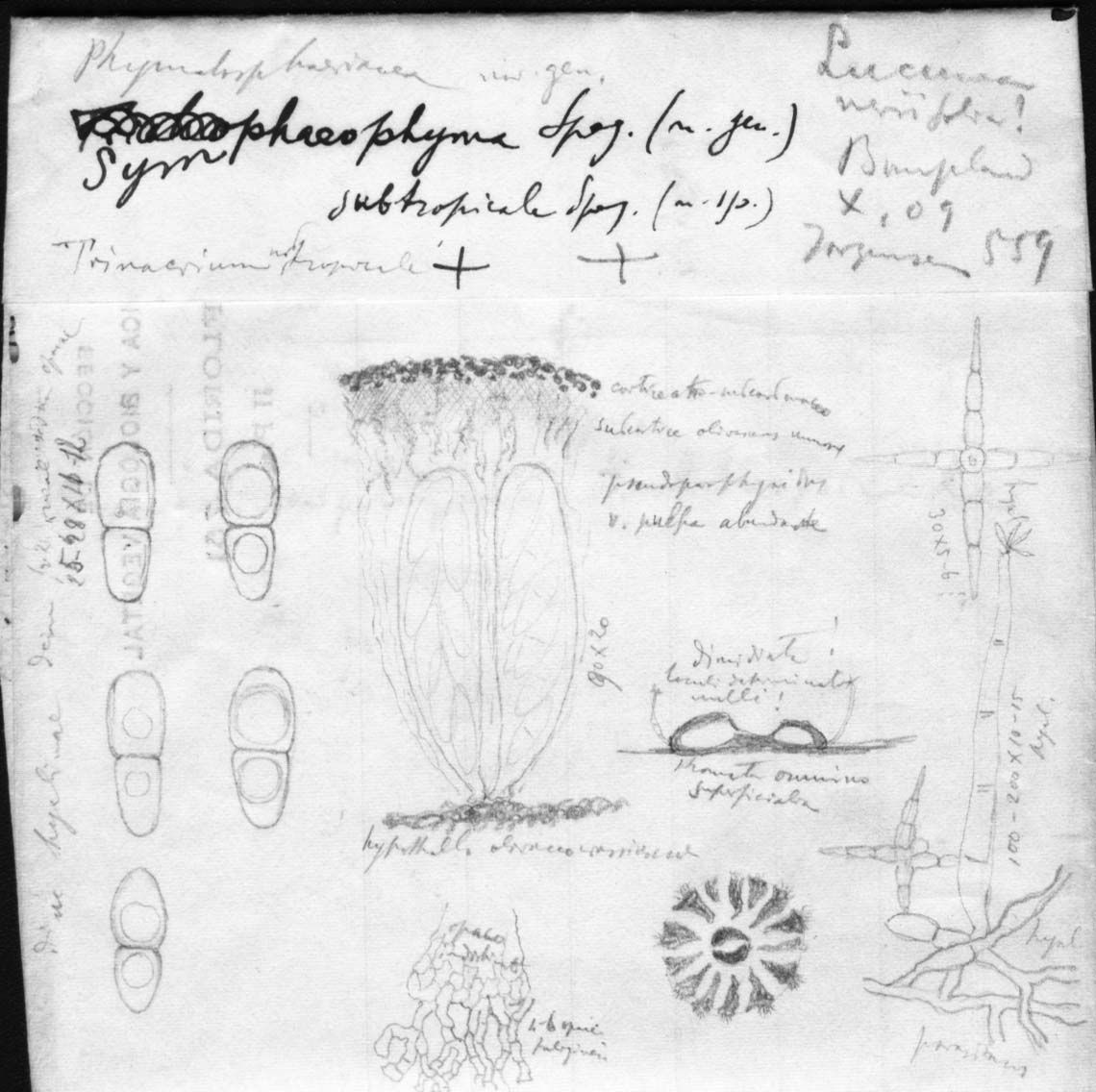 dibujo de Symphaeophyma subtropicale Speg.