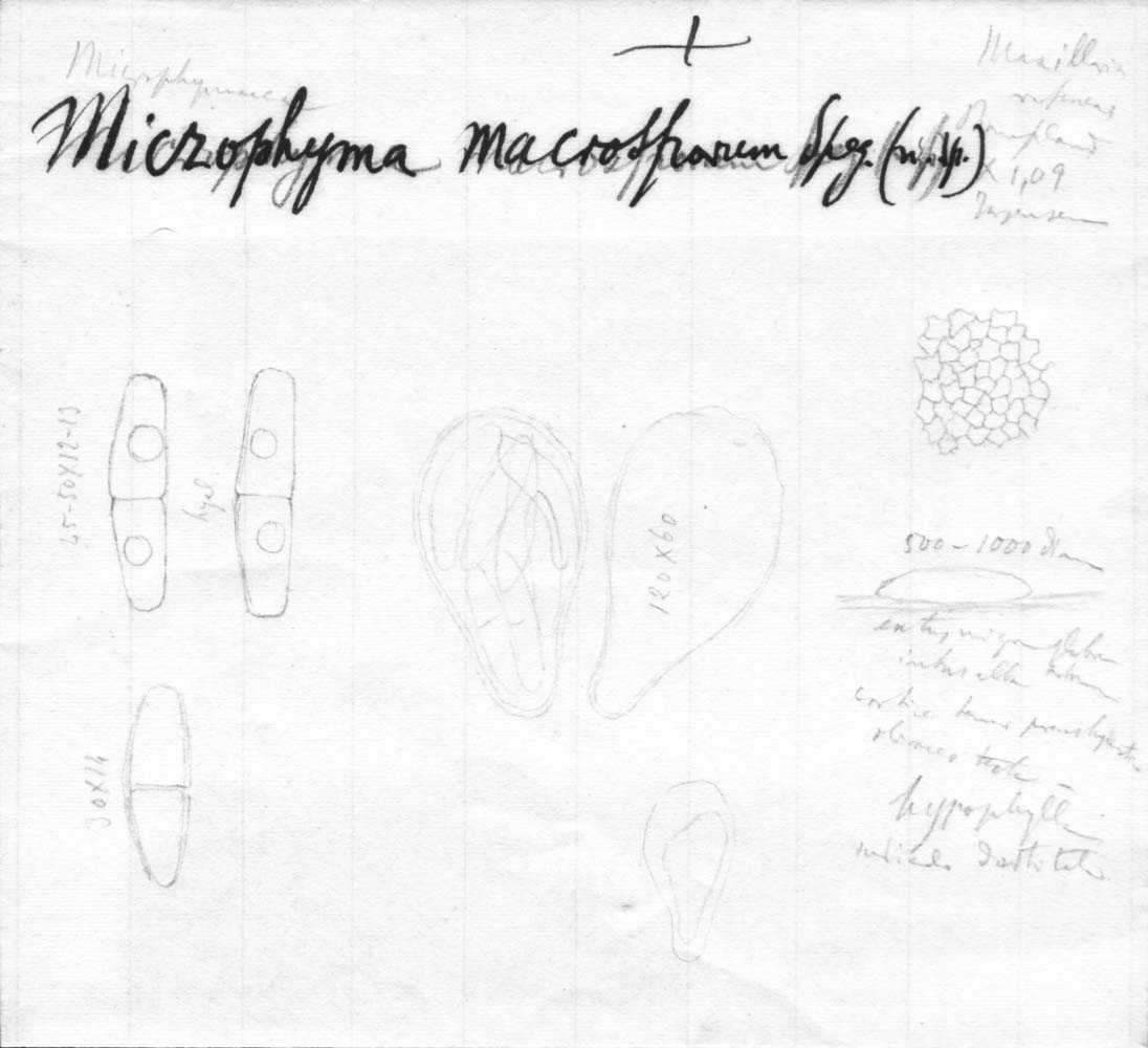 dibujo de Microphyma macrosporum Speg.