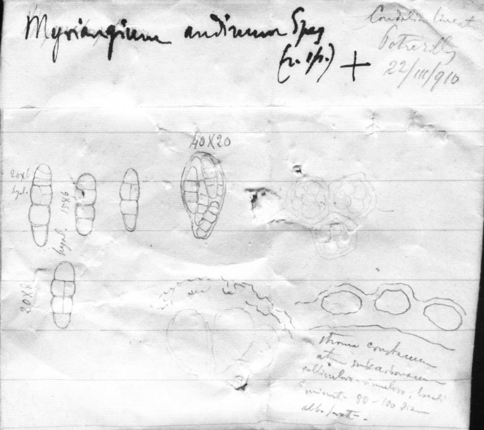dibujo de Myriangium andinum Speg.