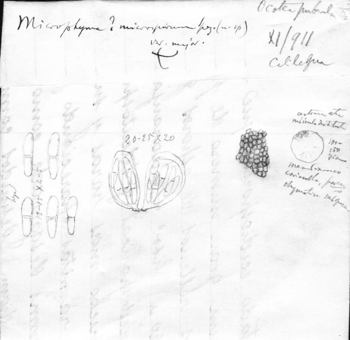 dibujo de Microphyma microsporum Speg.