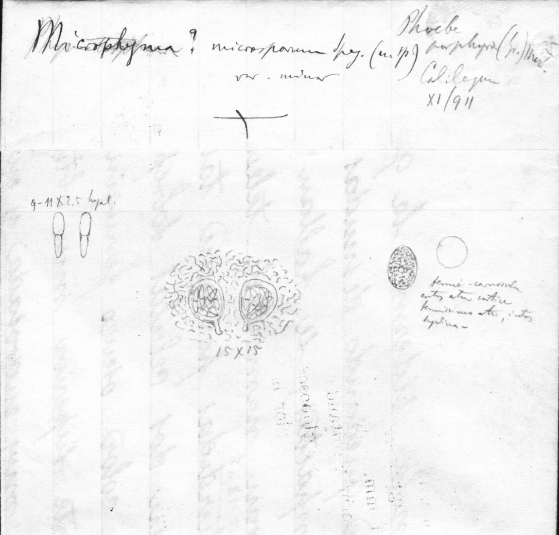 dibujo de Microphyma microsporum Speg.