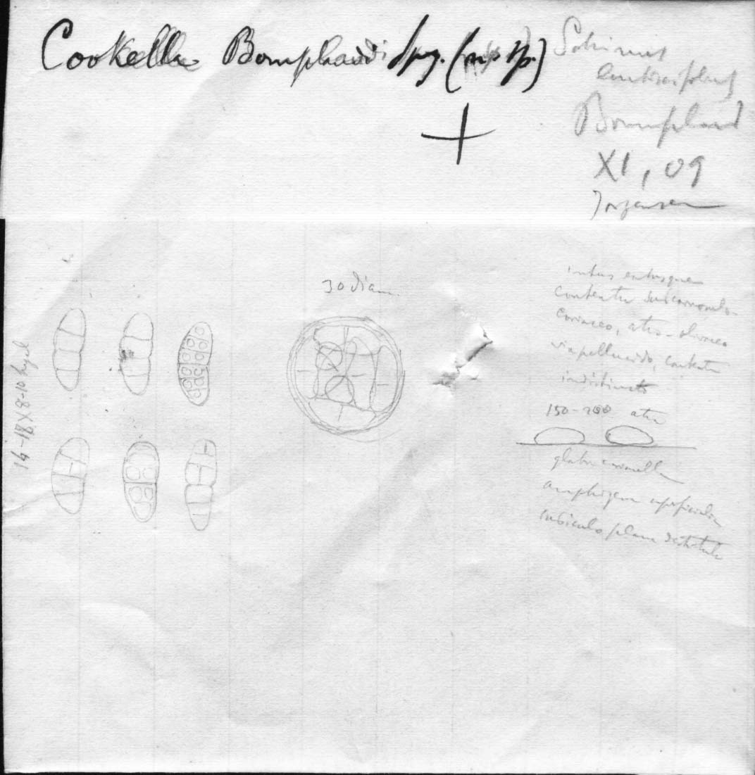 dibujo de Cookella bomplandi Speg.