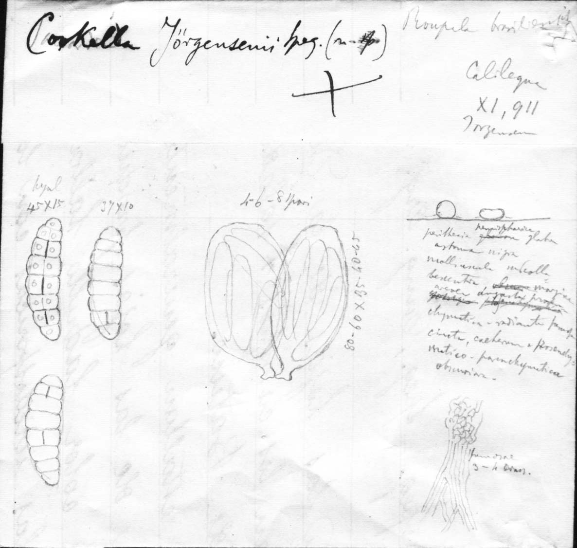 dibujo de Cookella jorgenseni Speg.