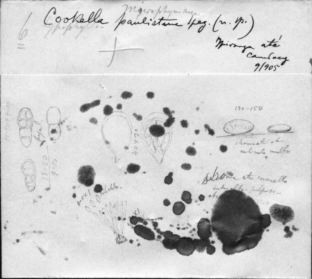 dibujo de Cookella paulistana Speg.