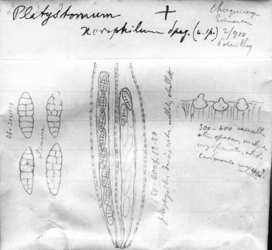 dibujo de Platystomum xerophilum Speg.