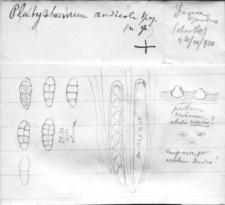 dibujo de Platystomum andicola Speg.