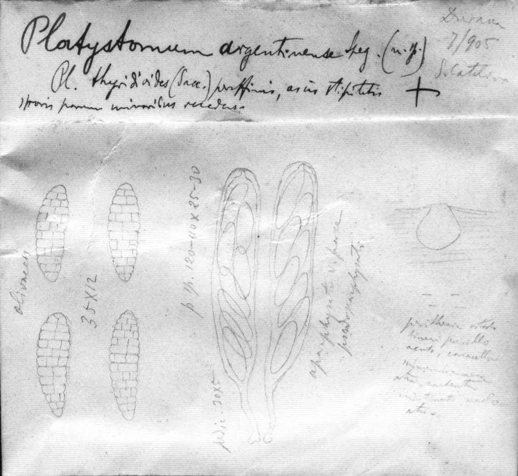drawing of Platystomum argentinense Speg.