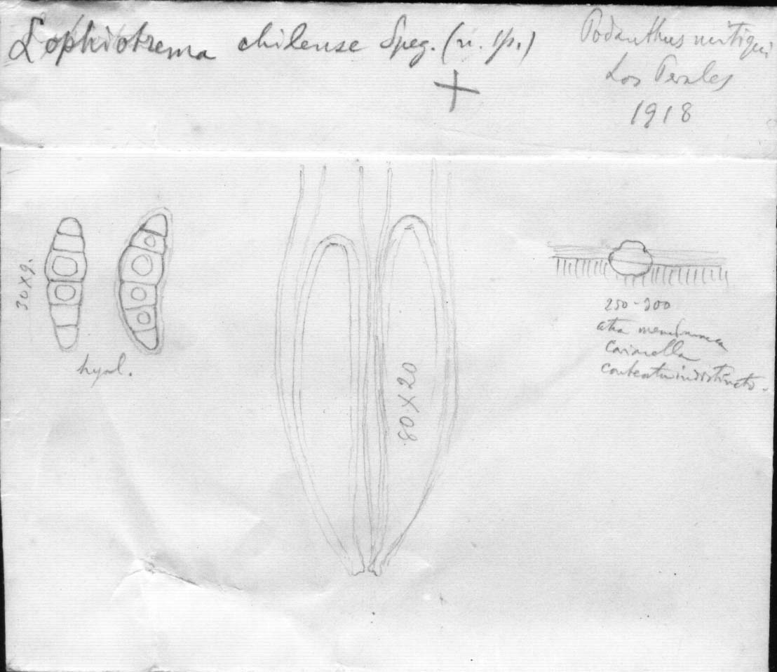 dibujo de Lophiotrema chilense Speg.