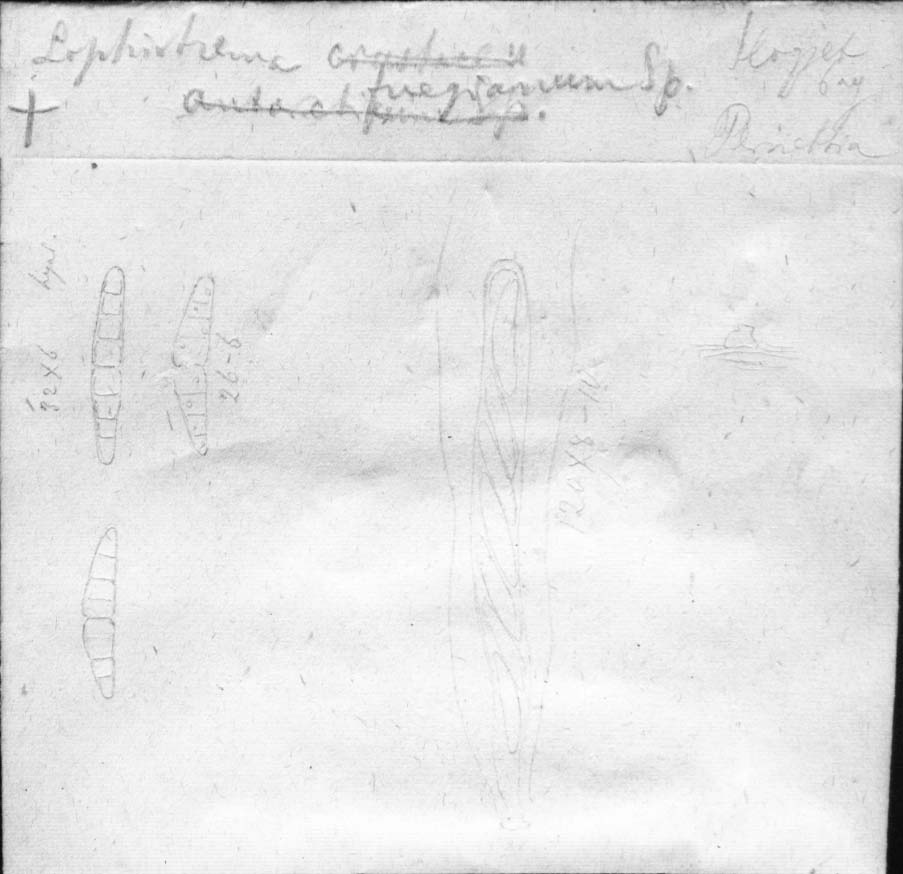 dibujo de Lophiotrema fuegianum Speg.