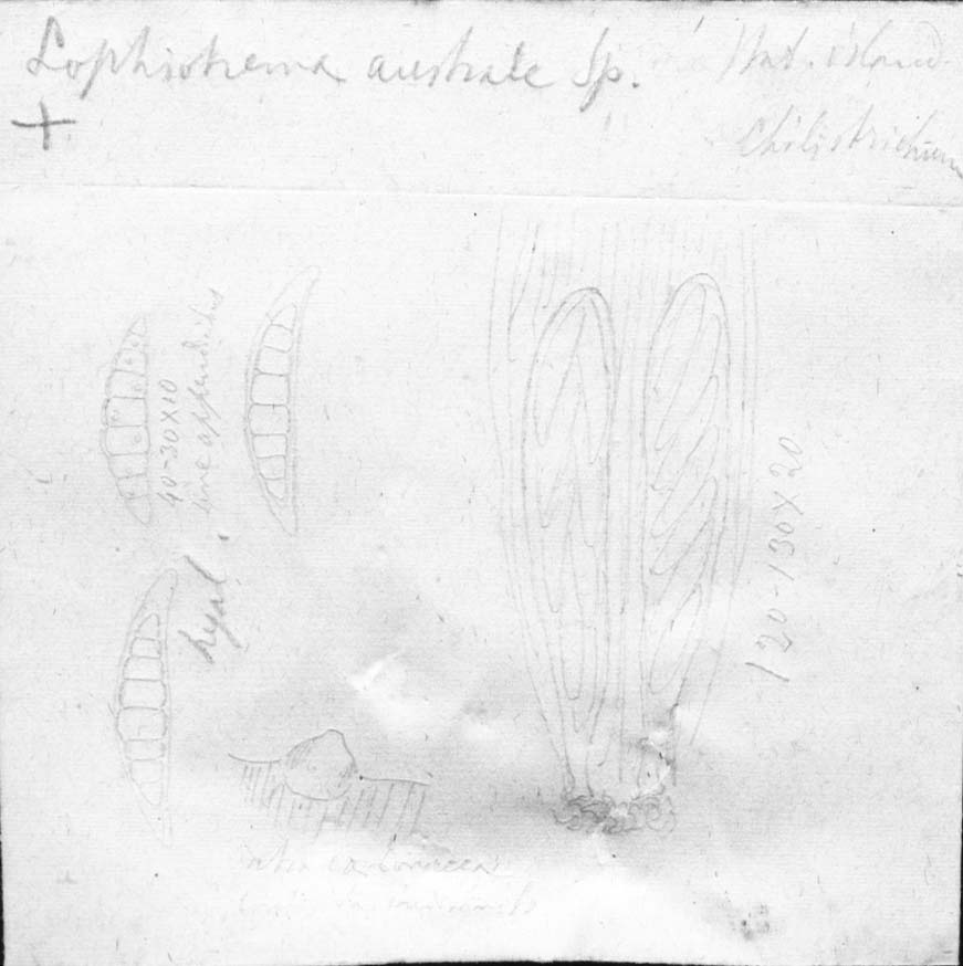 dibujo de Lophiotrema australe Speg.