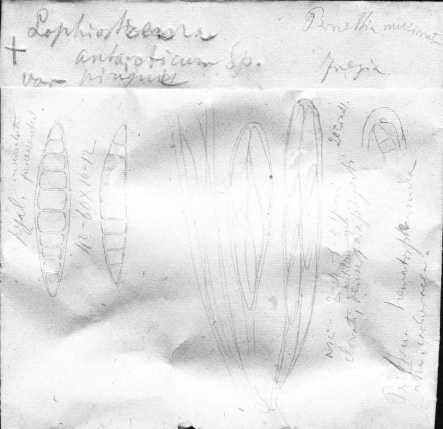 dibujo de Lophiotrema antarcticum var. pingue Speg.