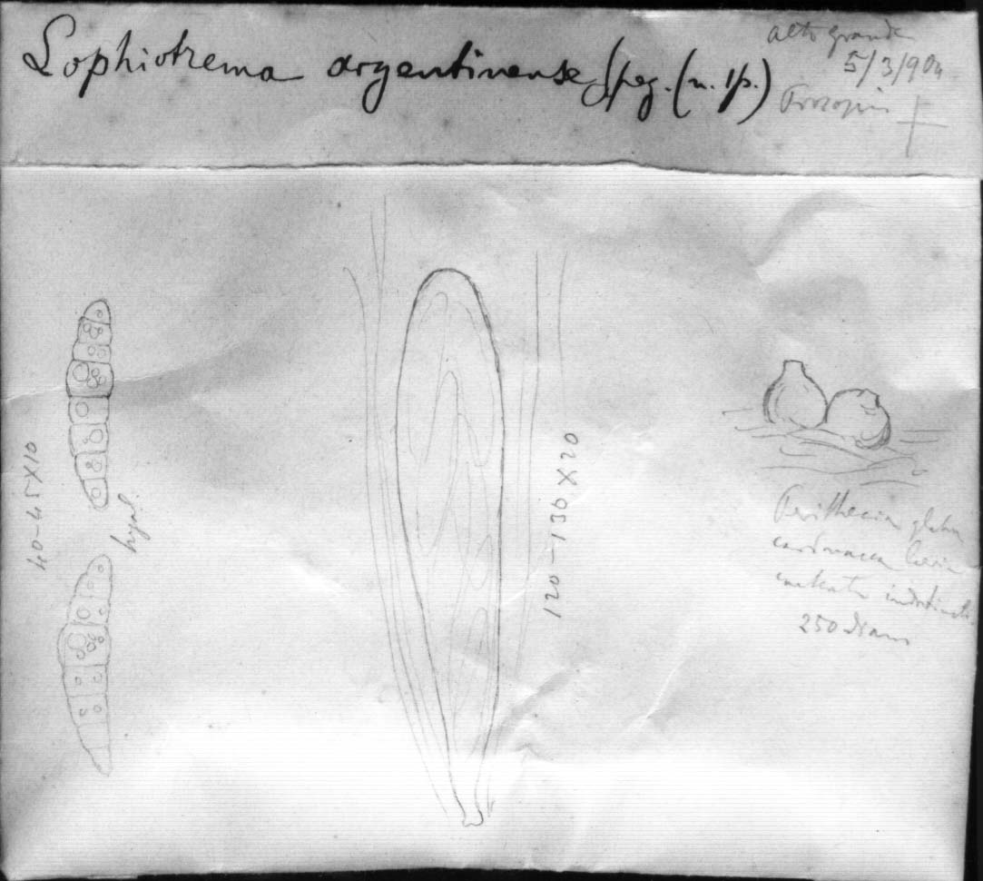 dibujo de Lophiotrema argentinense Speg.