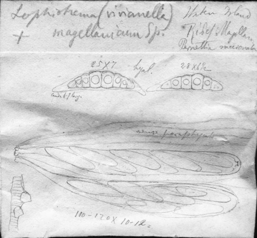dibujo de Lophiotrema magellanicum Speg.