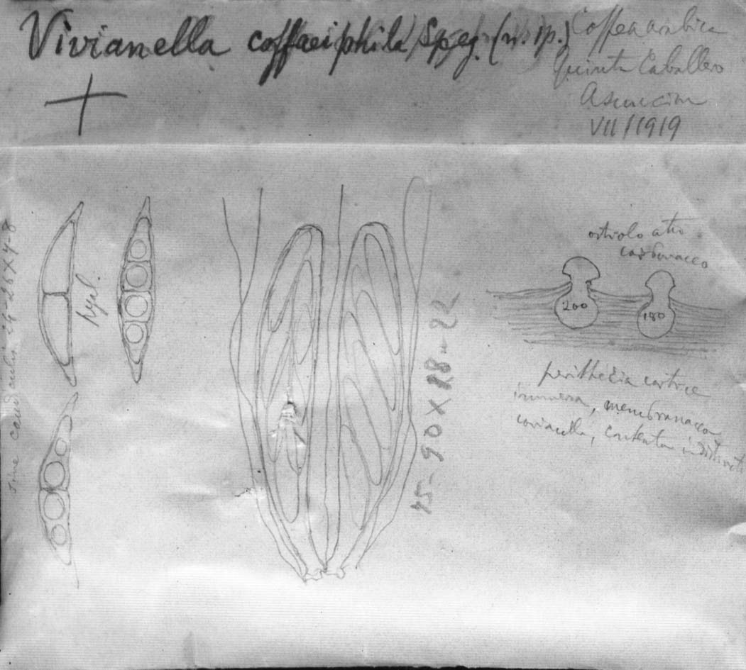 drawing of Vivianella coffaeiphila Speg.