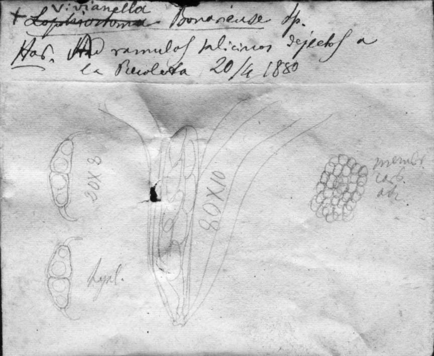 drawing of Lophiosphaera bonariensis Speg.