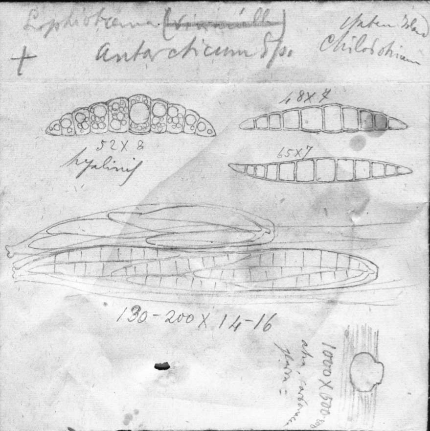 dibujo de Lophiotrema antarcticum Speg.
