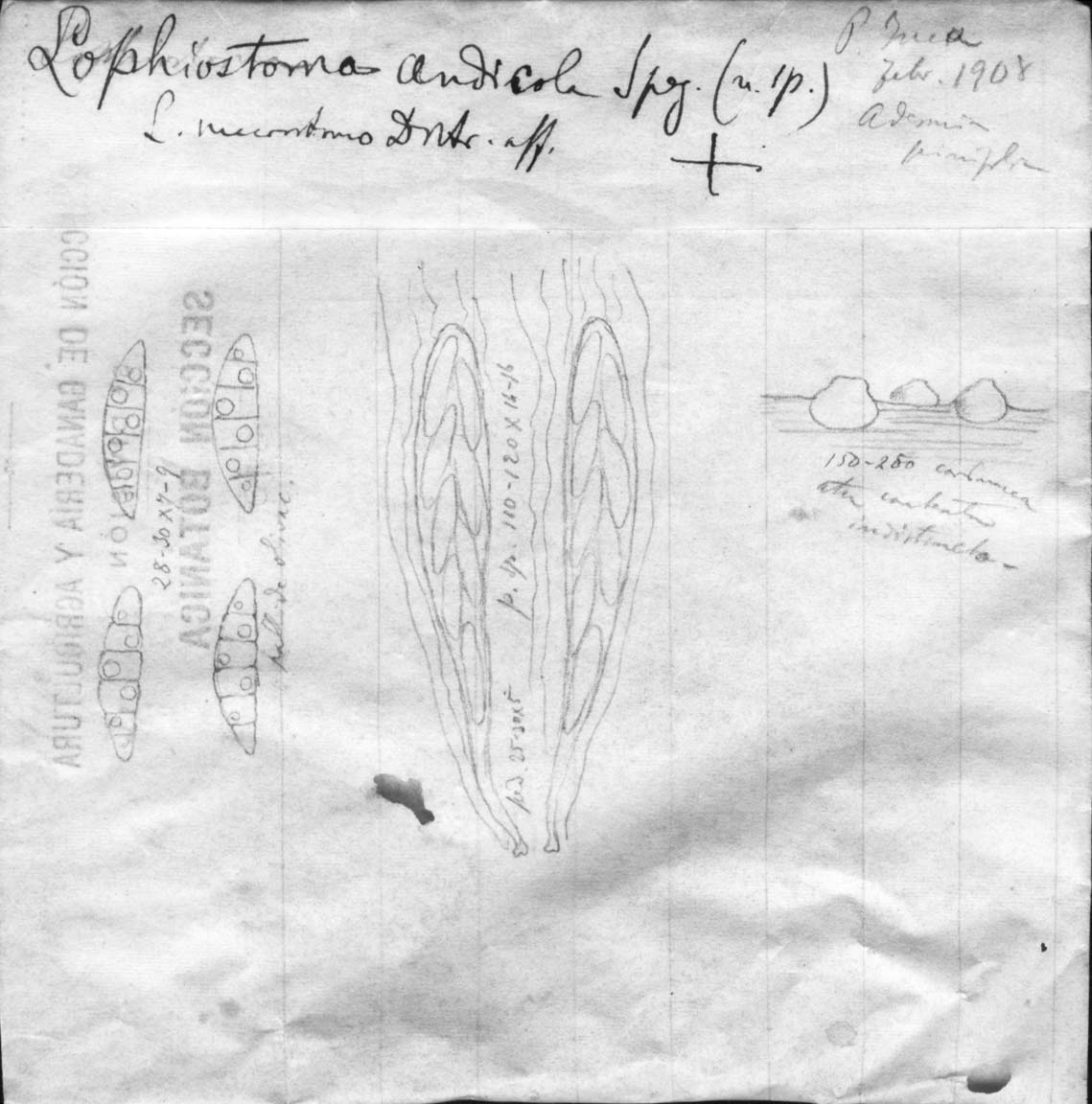 dibujo de Lophiostoma andicola Speg.
