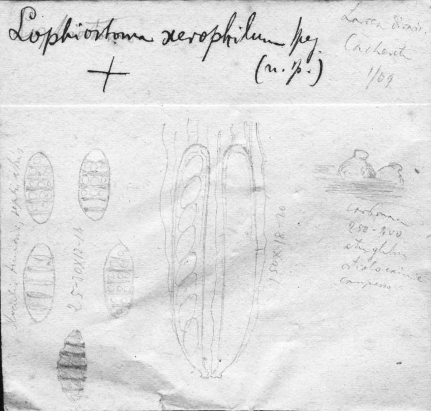 dibujo de Lophiostoma xerophilum Speg.