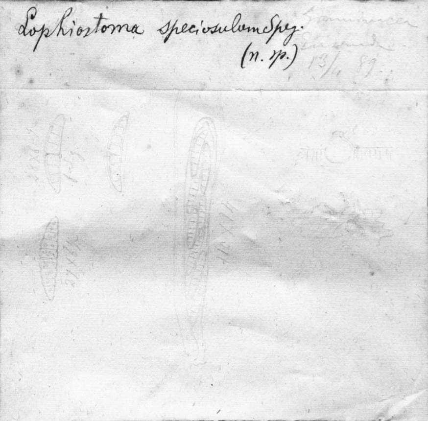 dibujo de Lophiostoma speciosulum Speg.