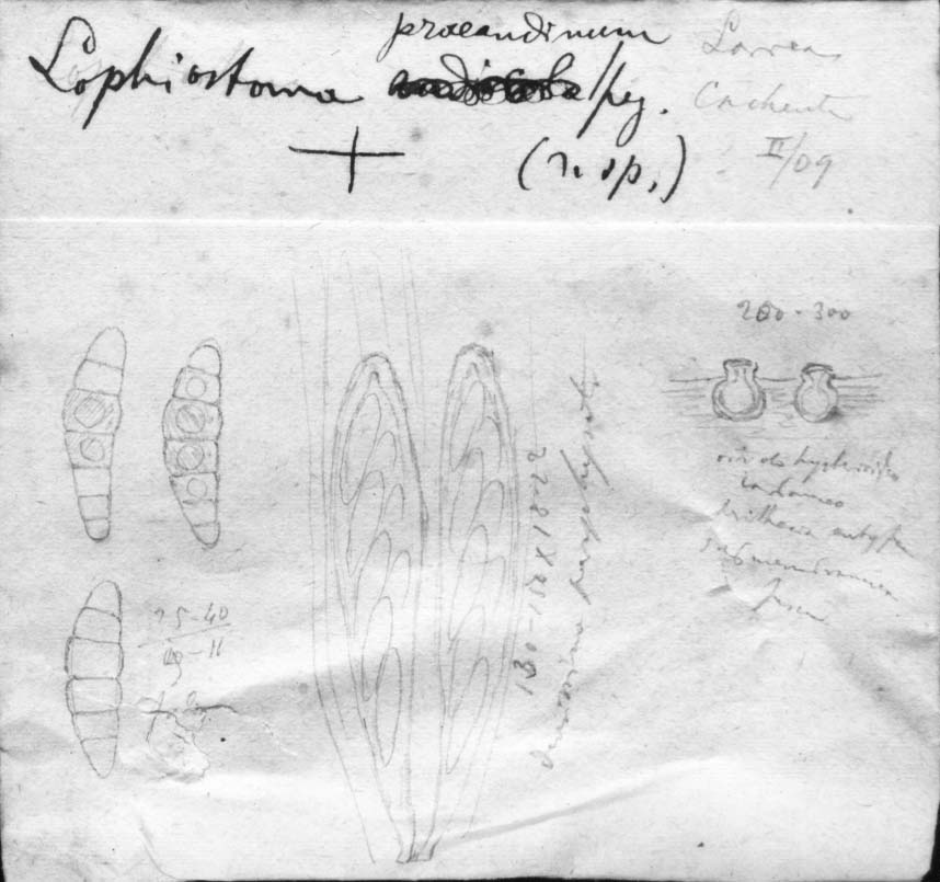 dibujo de Lophiostoma praeandinum Speg.