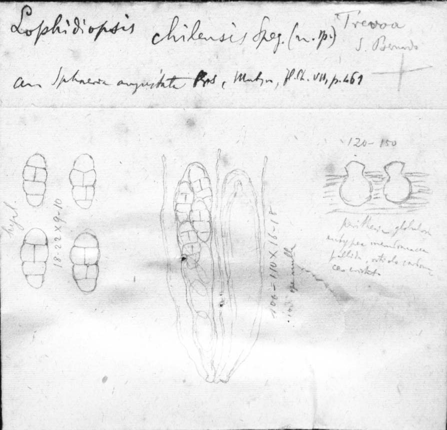 dibujo de Lophidiopsis chilensis Speg.