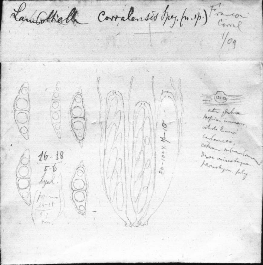 dibujo de Lambottiella corralensis Speg.