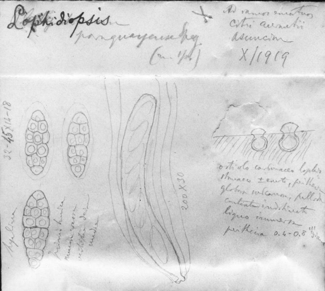 dibujo de Lophidiopsis paraguayensis Speg.