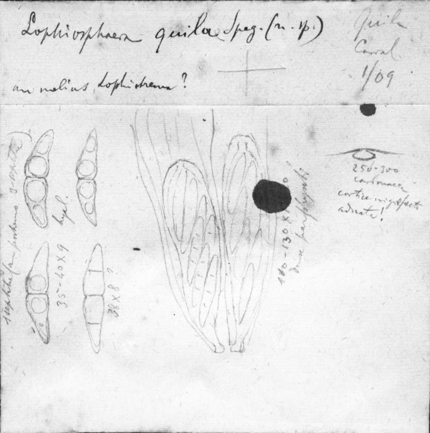 dibujo de Lophiosphaera chusqueae Speg.