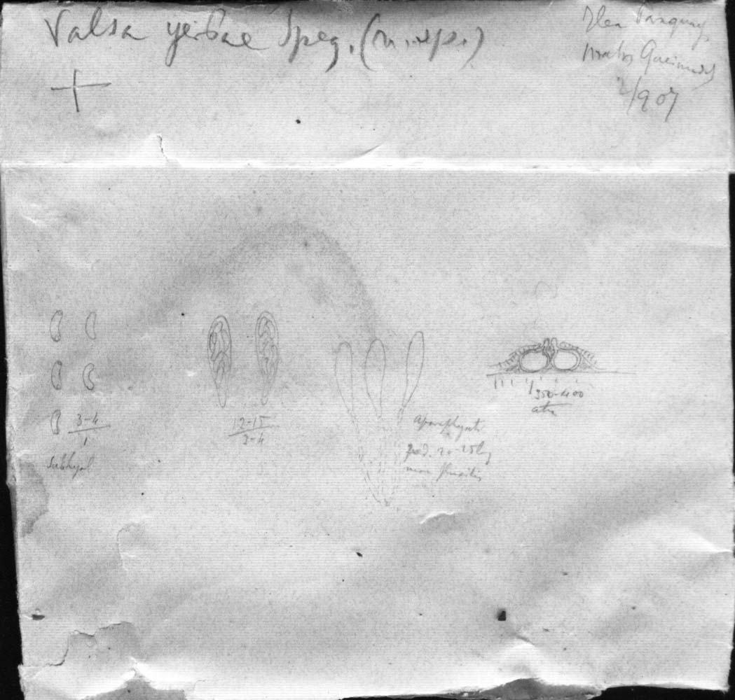 drawing of Valsa yerbae Speg.