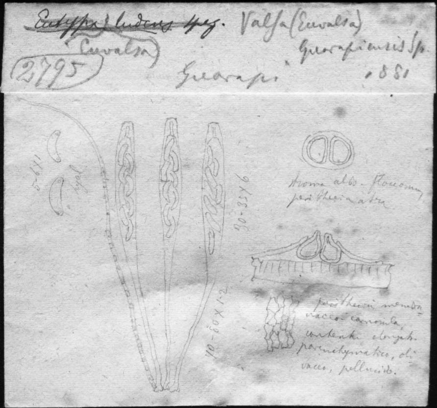 drawing of Valsa guarapiensis Speg.