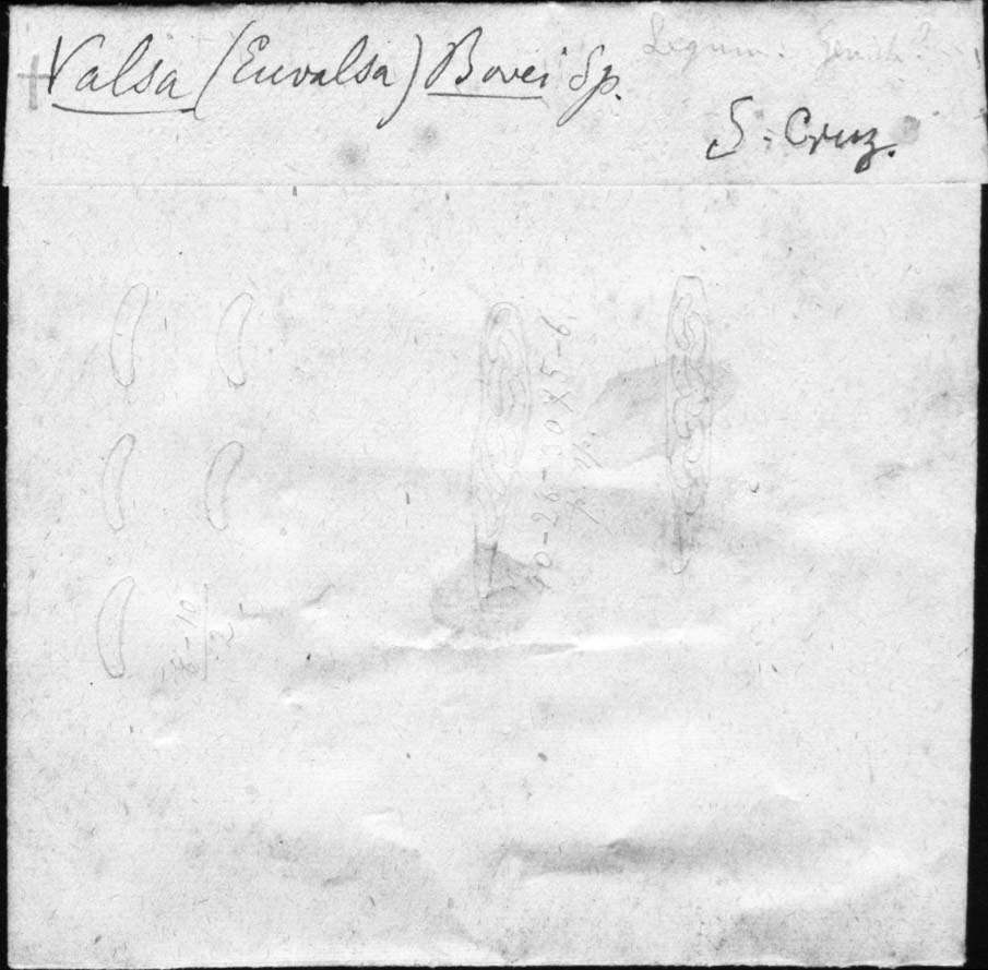 drawing of Valsa bovei Speg.