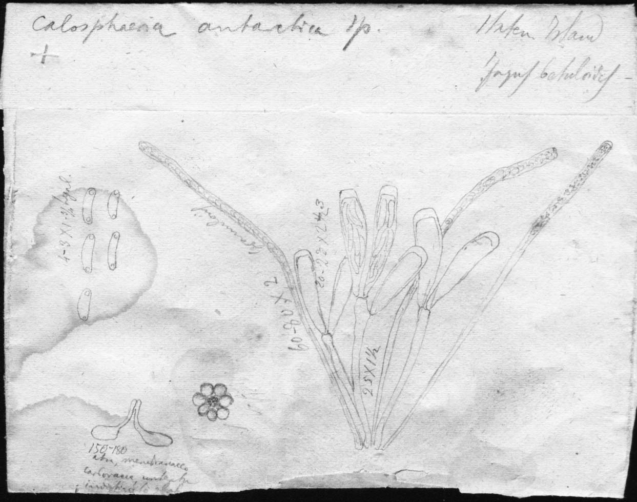 dibujo de Calosphaeria antarctica Speg.
