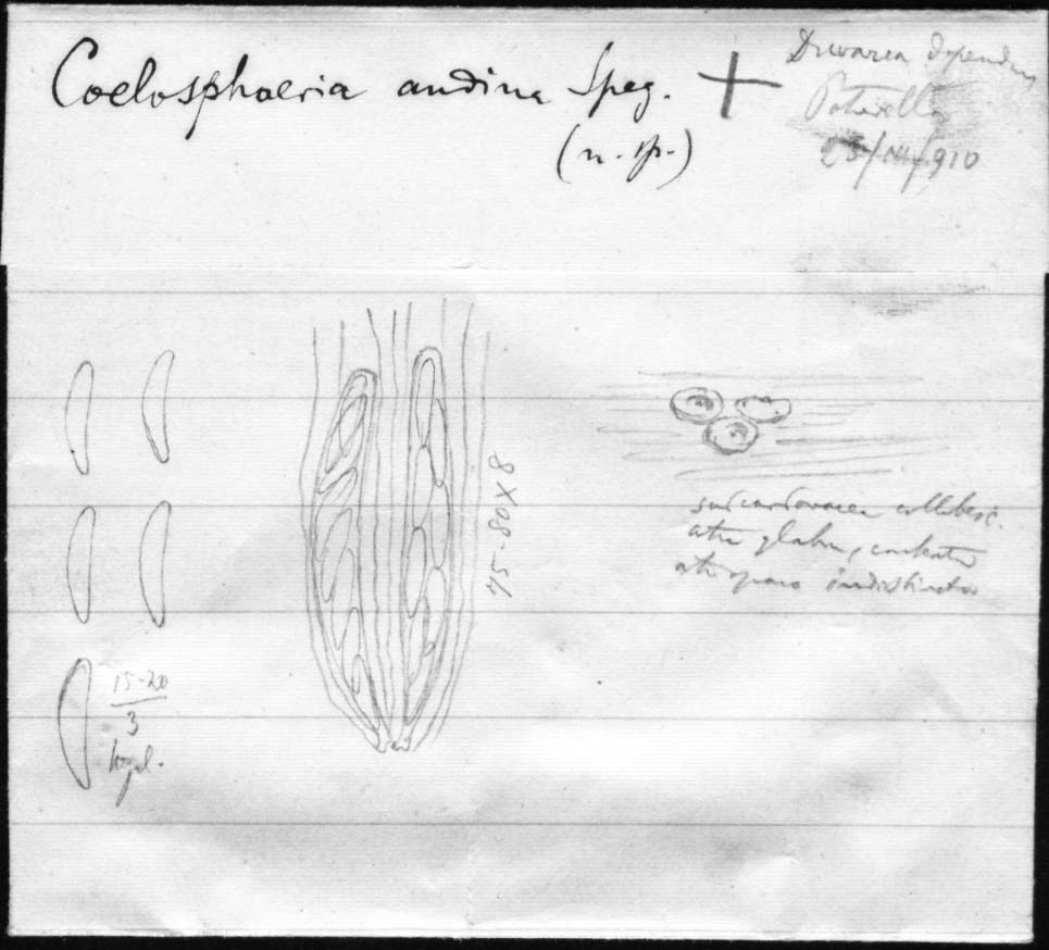 dibujo de Coelosphaeria andina Speg.