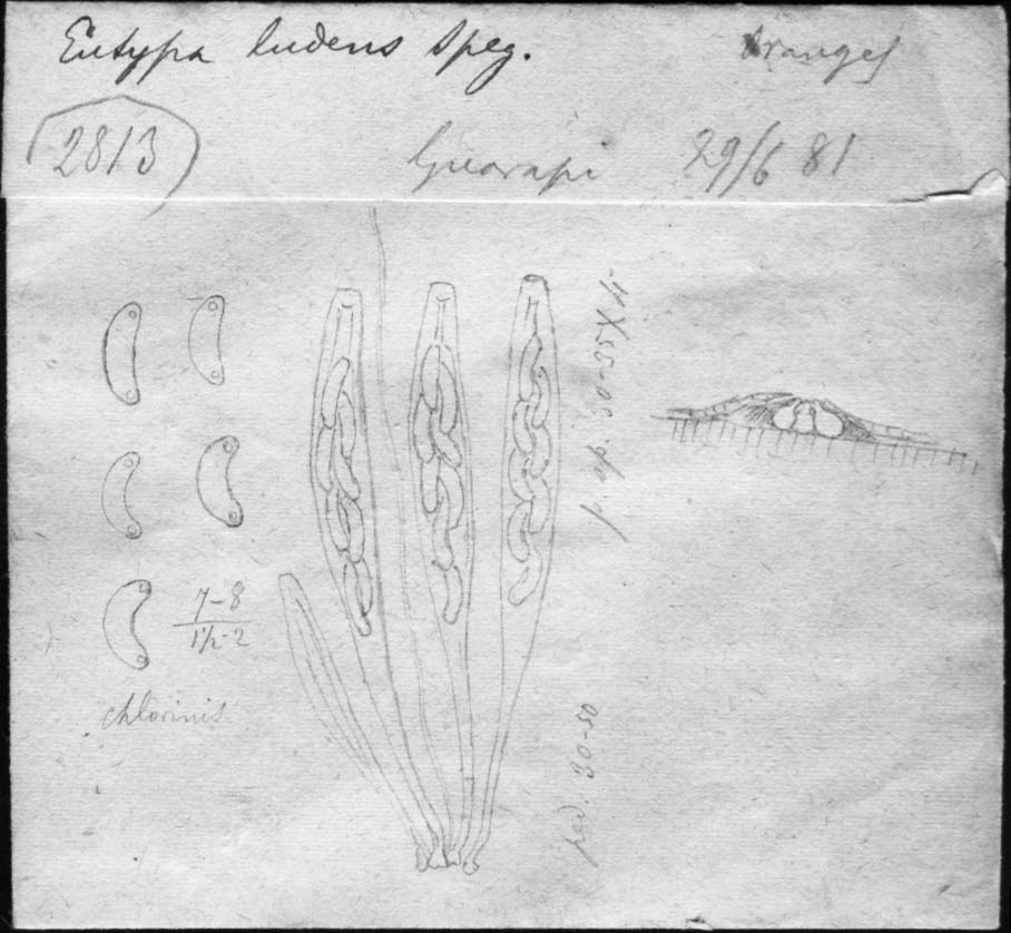 dibujo de Eutypa ludens Speg.