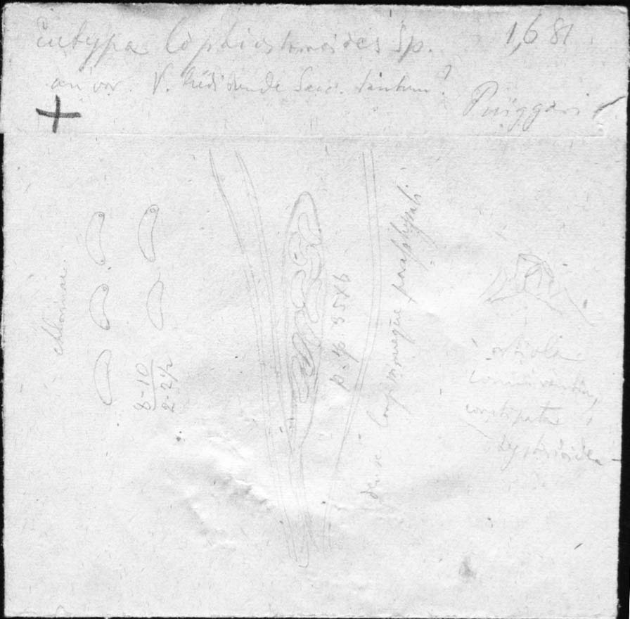 dibujo de Eutypa lophiostomoides Speg.