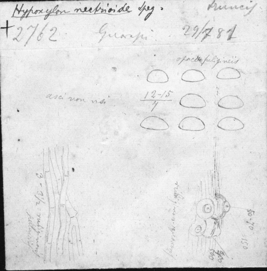 dibujo de Hypoxylon nectrioides Speg.